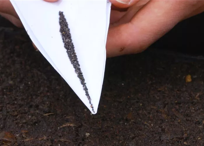 Zitronenmelisse - Aussaat