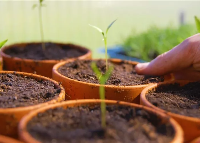 Gemüsepaprika - Pikieren