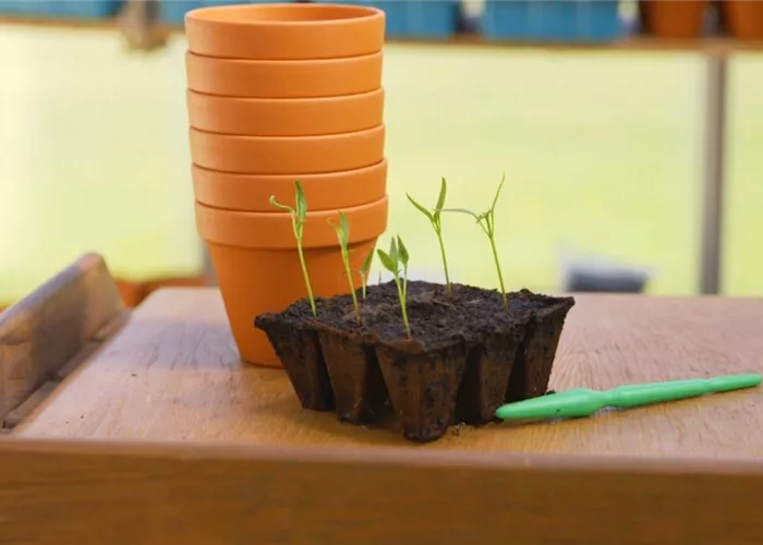 Jalapeno Paprika - Pikieren