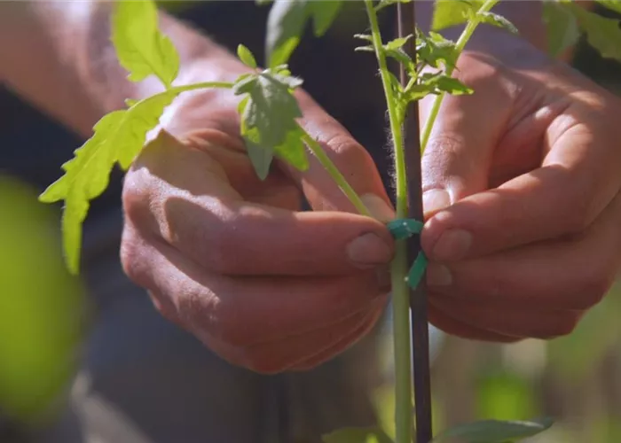Romatomaten - Einpflanzen im Gemüsebeet