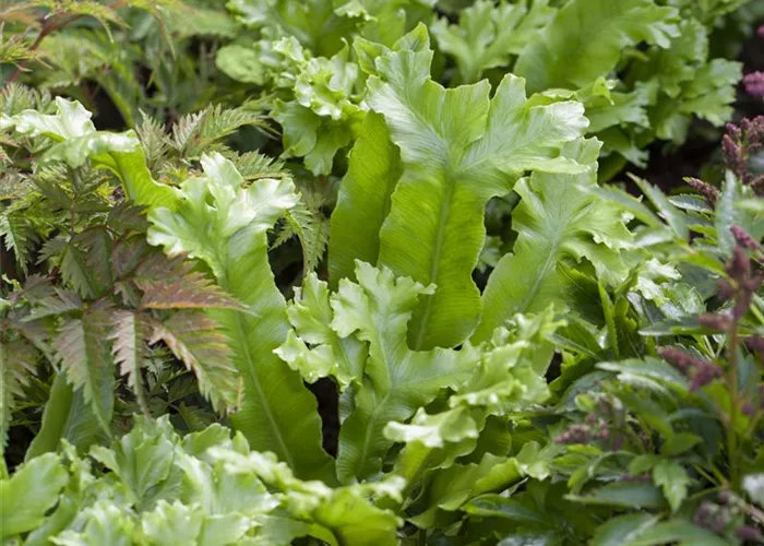 Asplenium scolopendrium