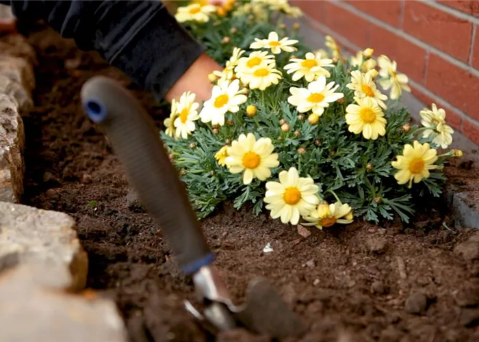 Margeriten - Einpflanzen im Garten