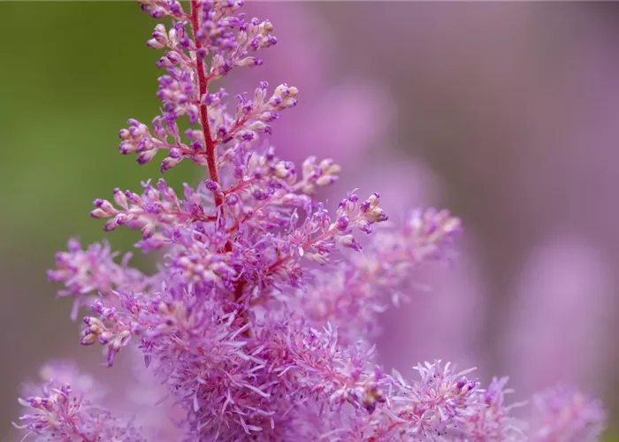 Astilbe x arendsii, rosa