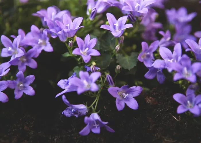 Dalmatiner Polster-Glockenblume - Einpflanzen im Garten