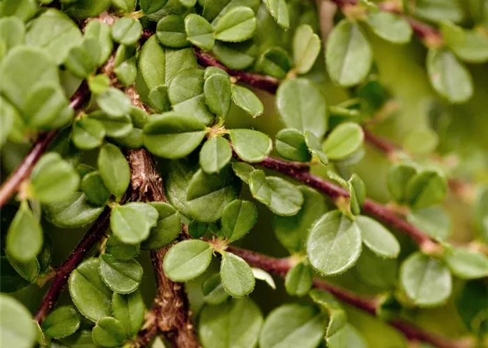 Cotoneaster procumbens 'Streibs Findling'