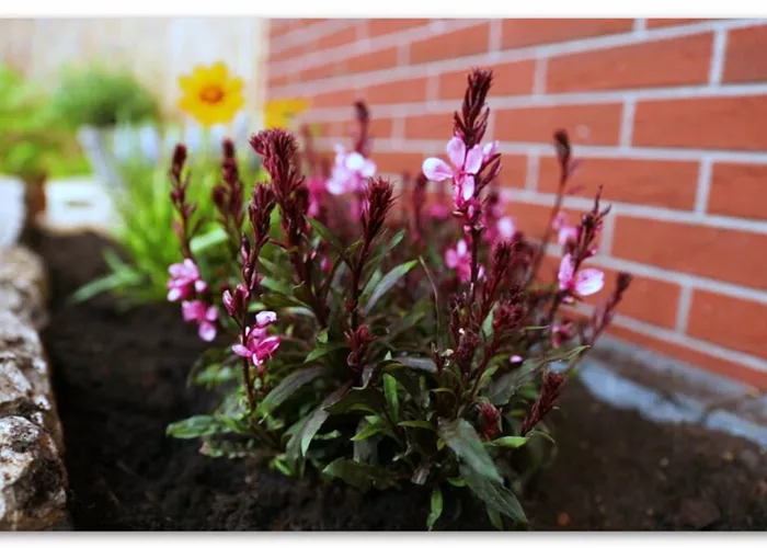 Prachtkerze – Einpflanzen im Garten