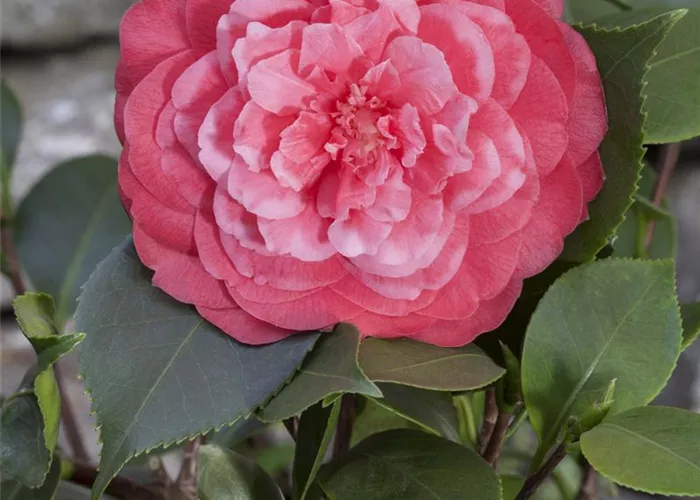 Camellia japonica