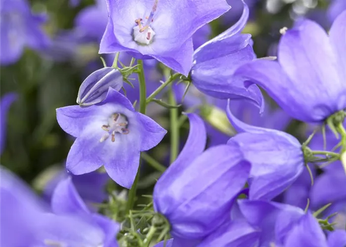 Campanula 'Mary Mee'®