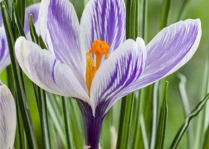 Crocus vernus