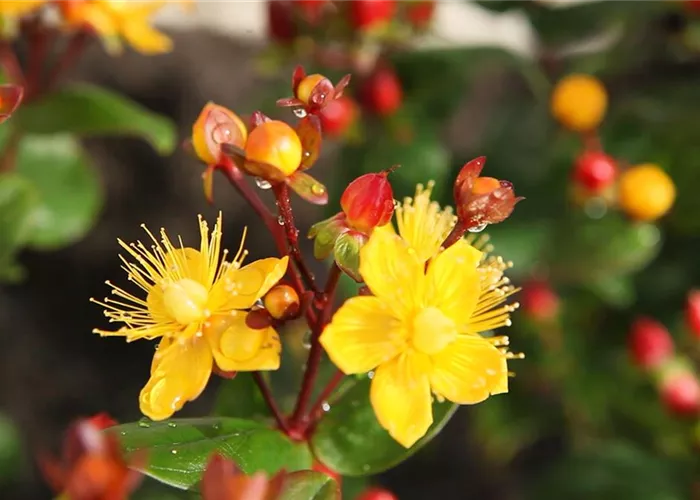 Johanniskraut - Einpflanzen im Garten
