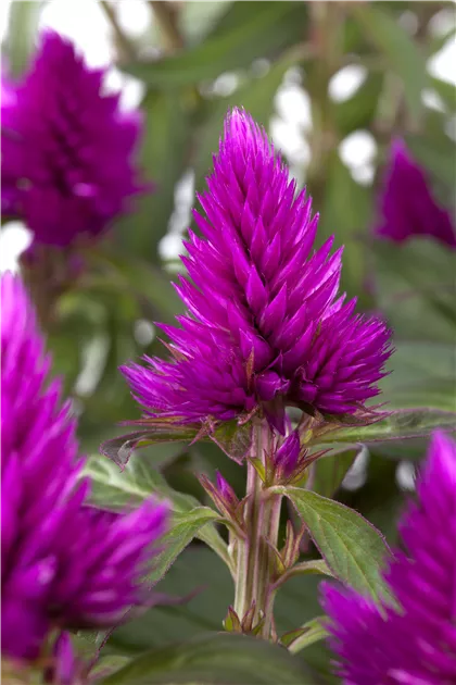 Celosia argentea