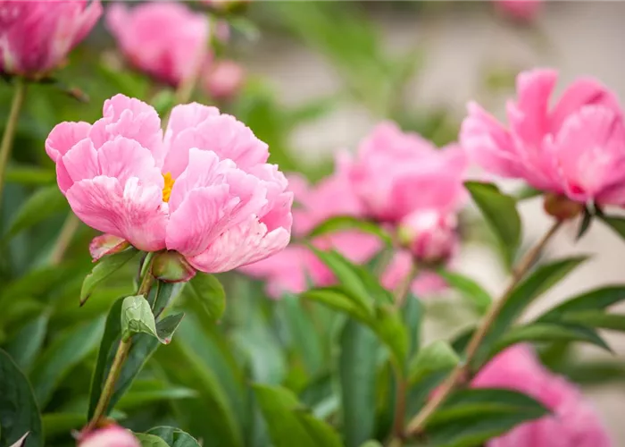 Paeonia lactiflora, rosa