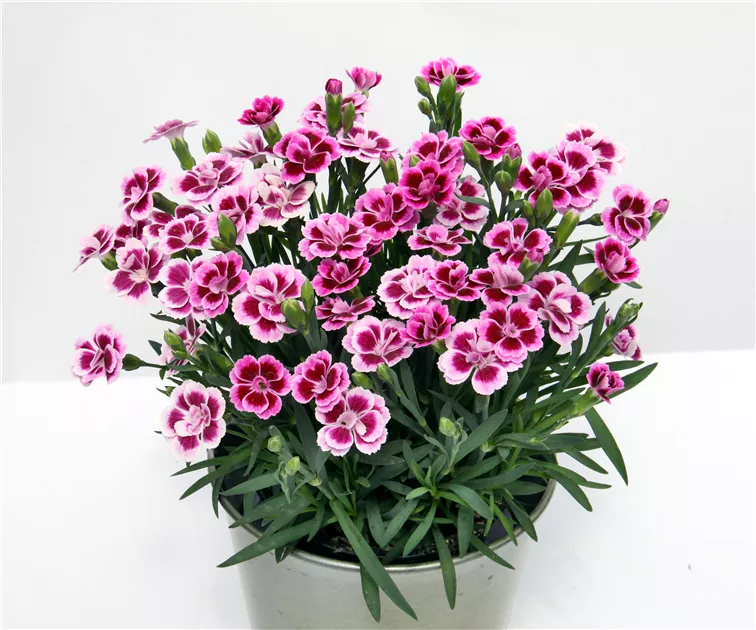 Dianthus 'Pink Kisses'