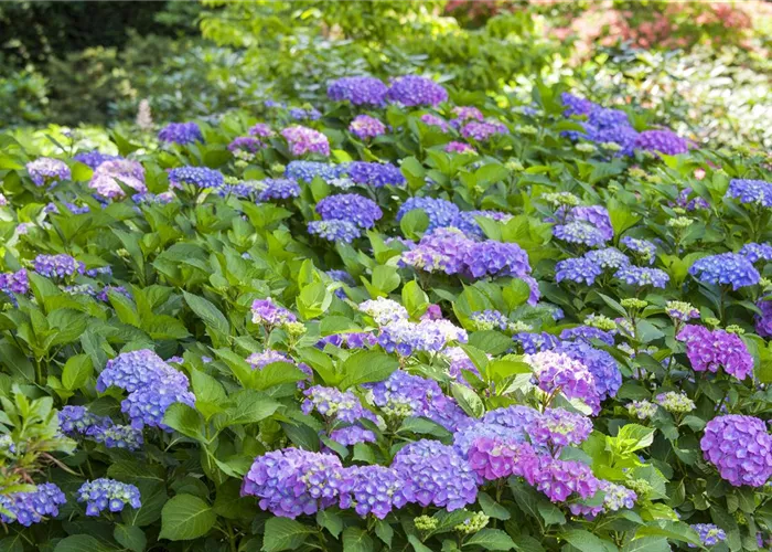 Hydrangea macrophylla