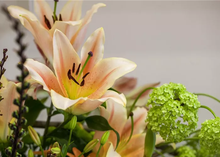 Lilien – Königinnen im Garten