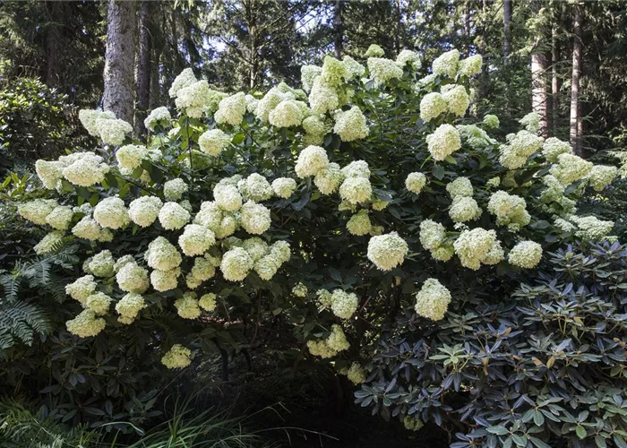 Hydrangea paniculata