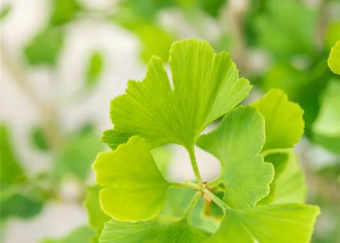 Ginkgo biloba 'Menhir'®