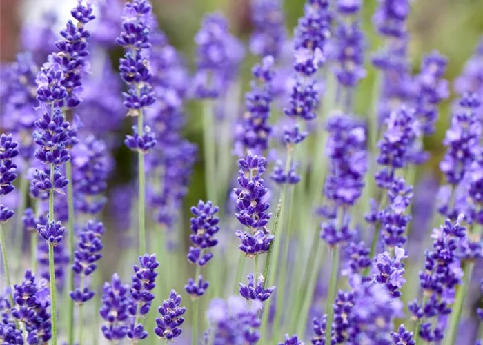 Lavandula angustifolia