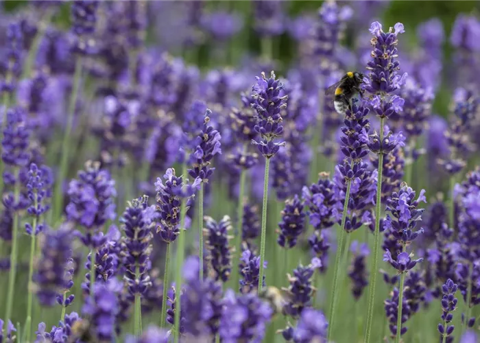 Lavandula angustifolia, blau