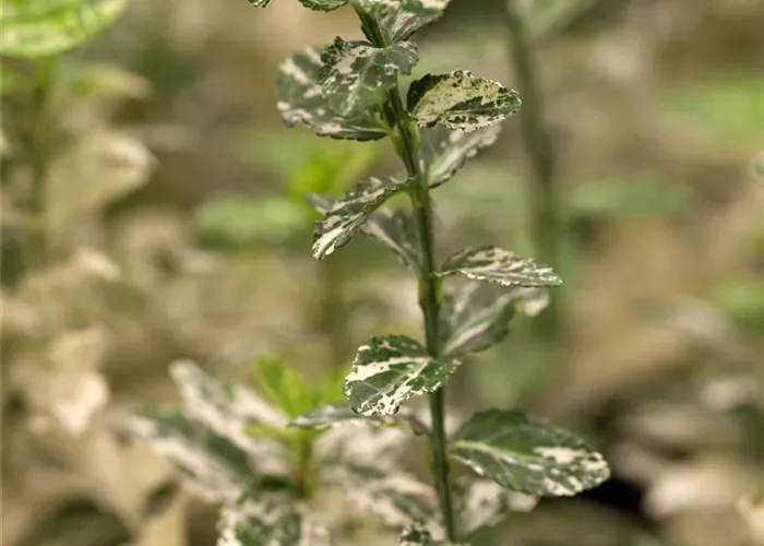 Euonymus fortunei 'Harlequin'
