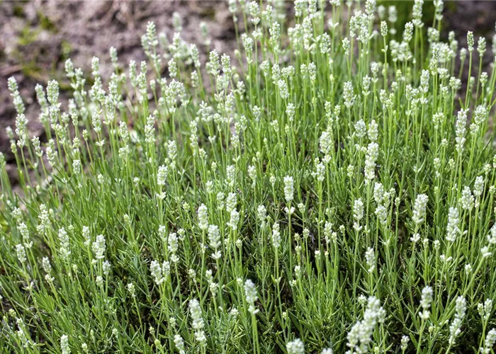 Lavandula angustifolia, weiß