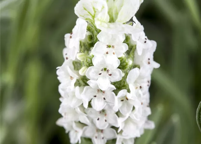 Lavandula stoechas, weiß