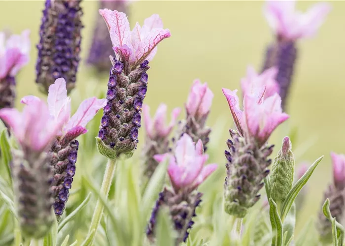 Lavandula stoechas, rosa