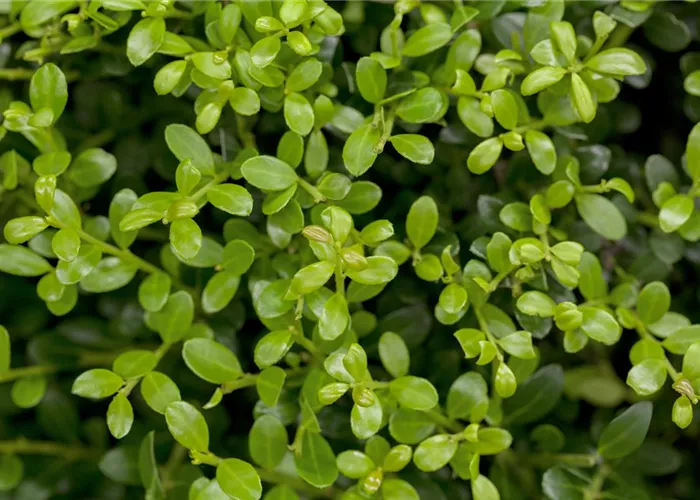 Ilex crenata 'Buxilex'®