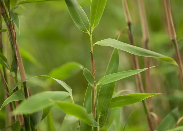Fargesia murielae 'Super Jumbo'(s)