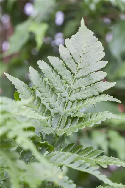 hedera white Hedera Helix 'White Wonder' - Ivy White Wonder - House Plants Delivery  Toronto main image 0