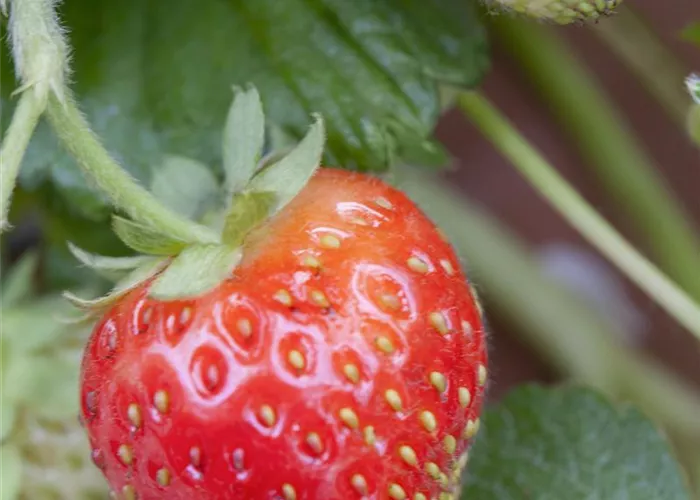 Fragaria x ananassa 'Senga®-Sengana®'