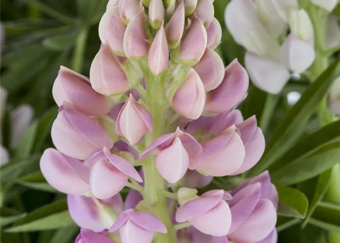 Lupinus polyphyllus 'Nanus Gallery'