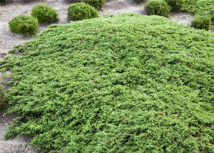 Juniperus communis 'Green Carpet'