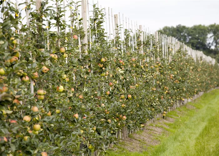 Malus domestica, Säule