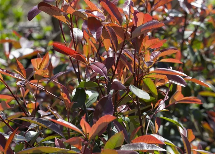 Photinia fraseri