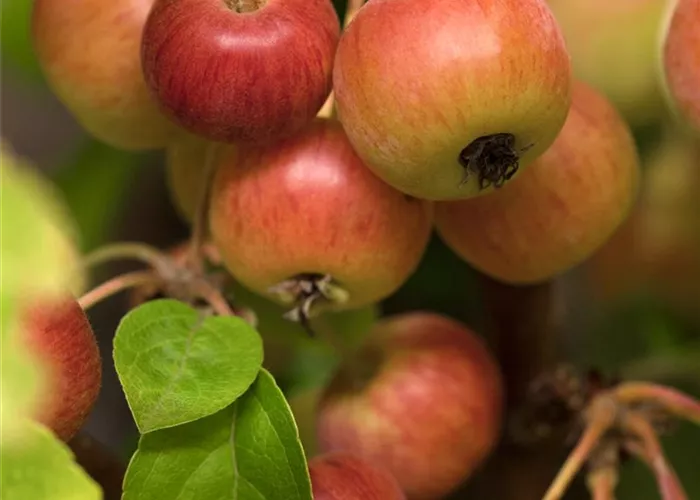 Malus 'Evereste'®