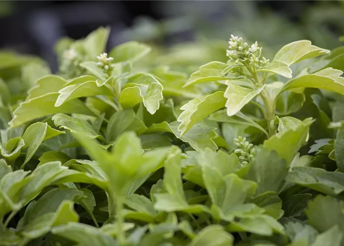 Pachysandra terminalis 'Green Sheen'®
