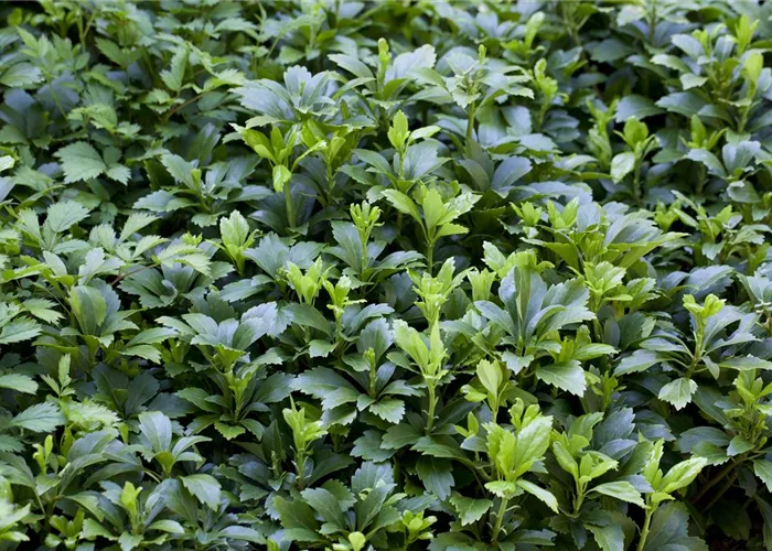 Pachysandra terminalis 'Green Carpet'®