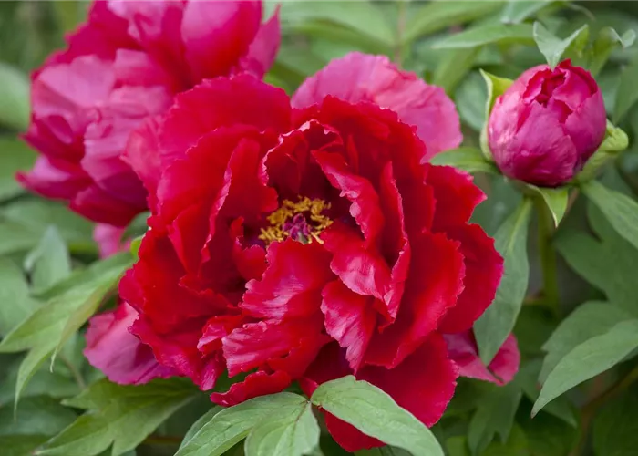 Paeonia lactiflora