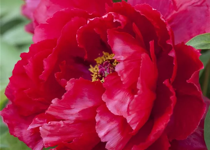 Paeonia lactiflora, rot