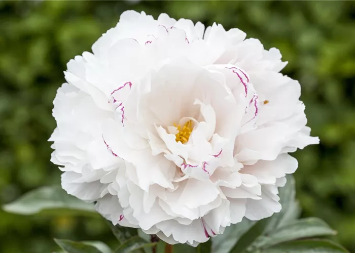 Paeonia lactiflora, weiß