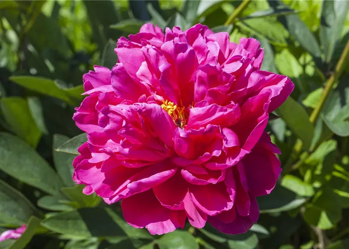 Paeonia x suffruticosa, rosa