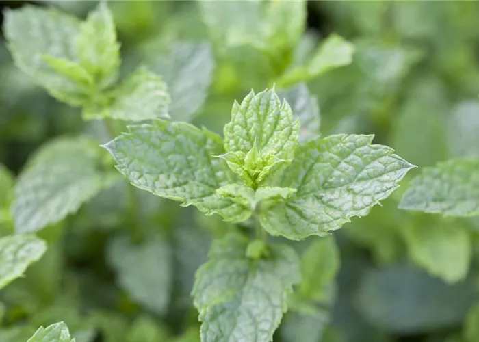 Mentha spicata 'Maroccan'