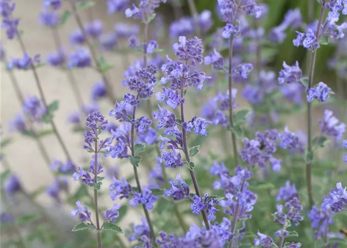 Nepeta x faassenii