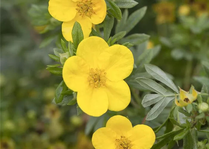 Potentilla fruticosa 'Kobold'
