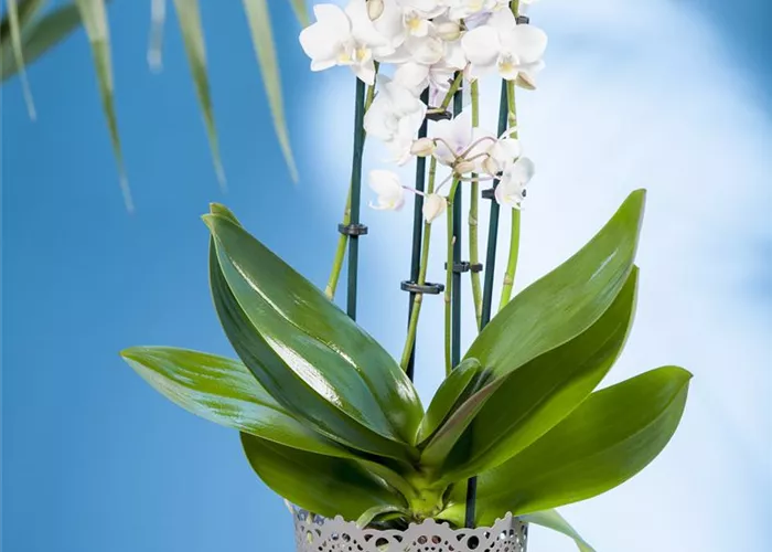 Phalaenopsis multiflora