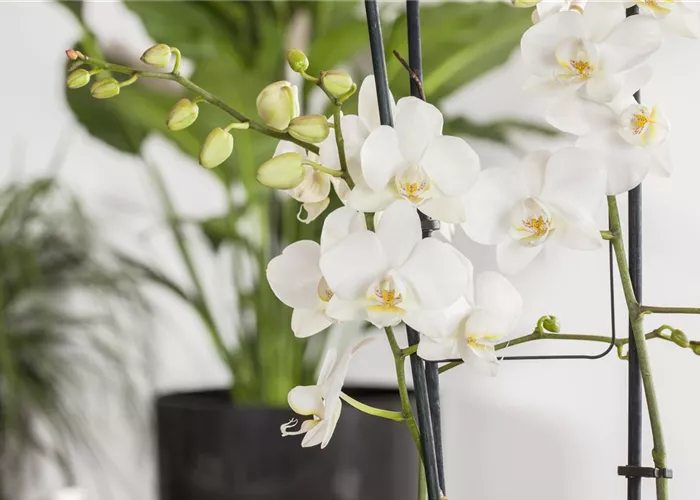 Phalaenopsis 'Tropic Snowball'