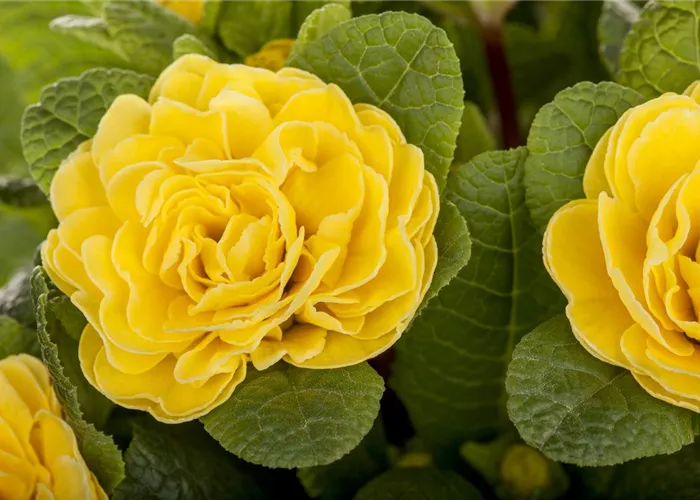 Primula vulgaris BELARINA