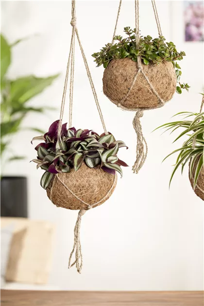 Tradescantia zebrina