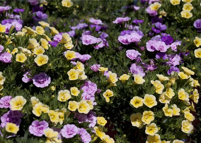 Farbe bekennen macht im Garten richtig Spaß!